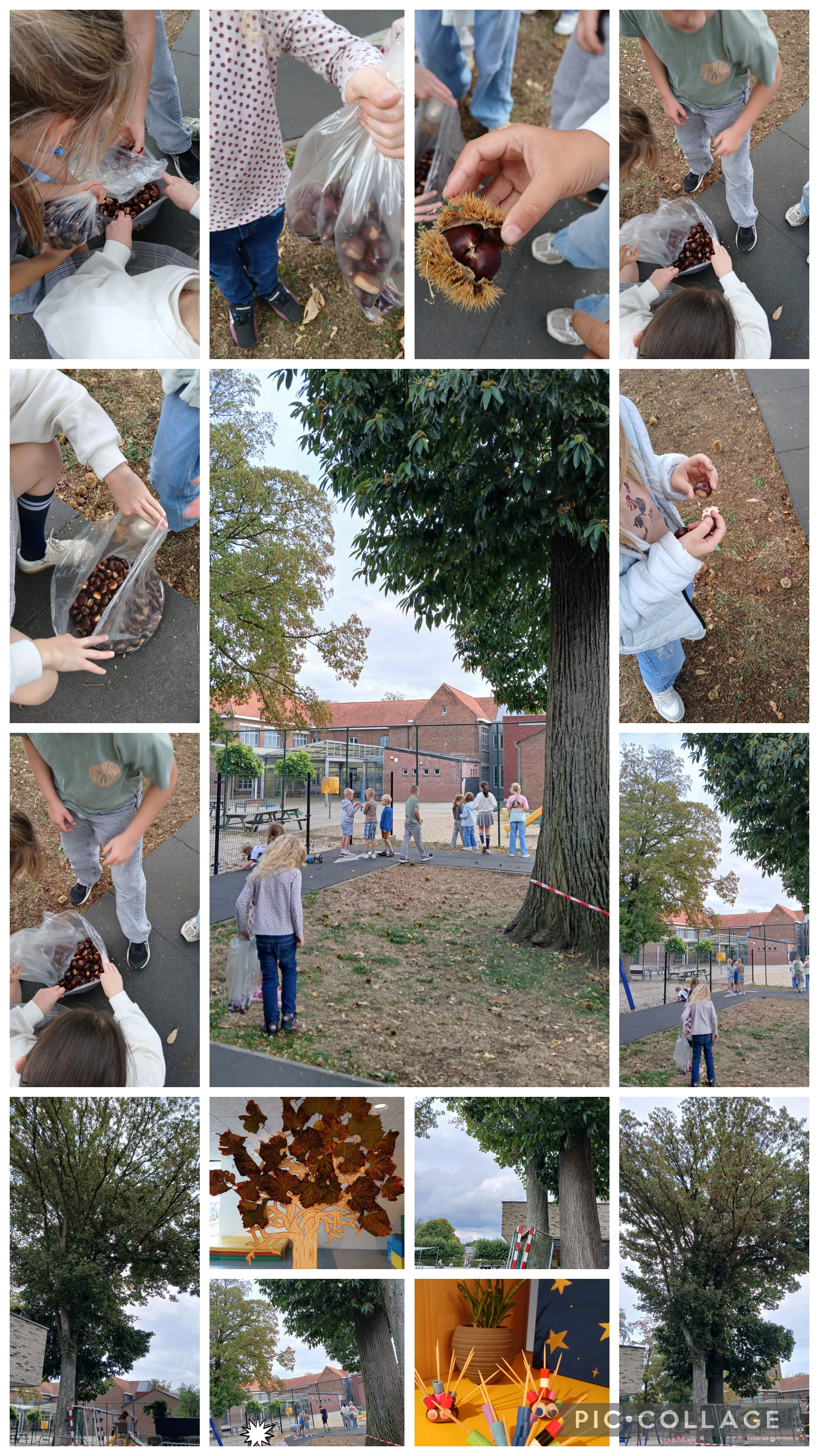 Kinderen verzamelen en bekijken tamme kastanjes in en rond een schoolplein met grote bomen.